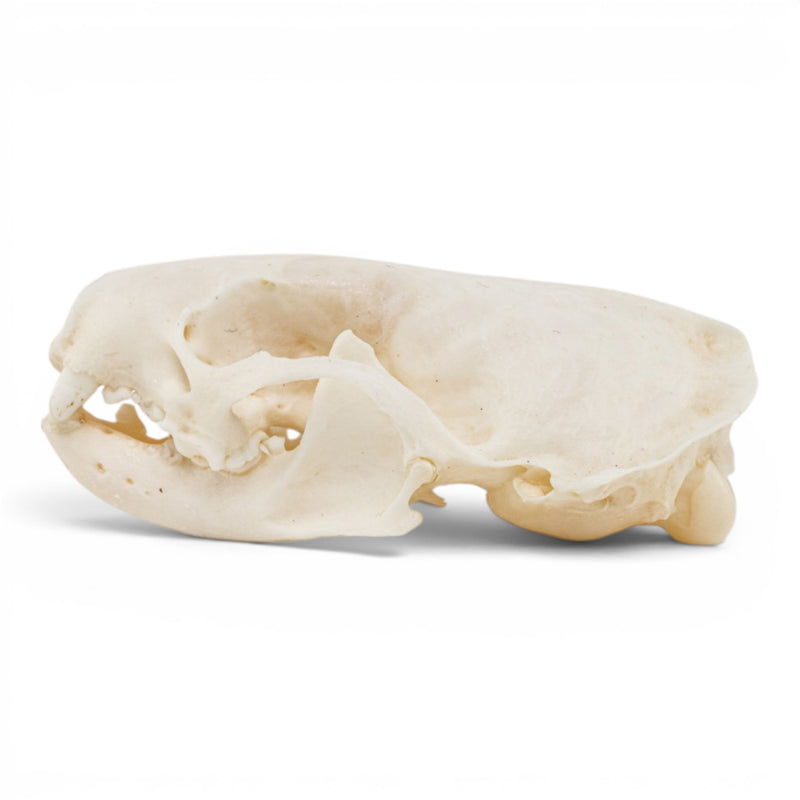 Real Mink Skull - Pathology
