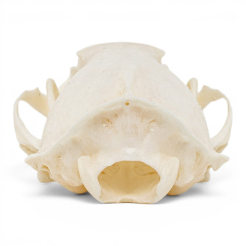 Real Mink Skull - Pathology