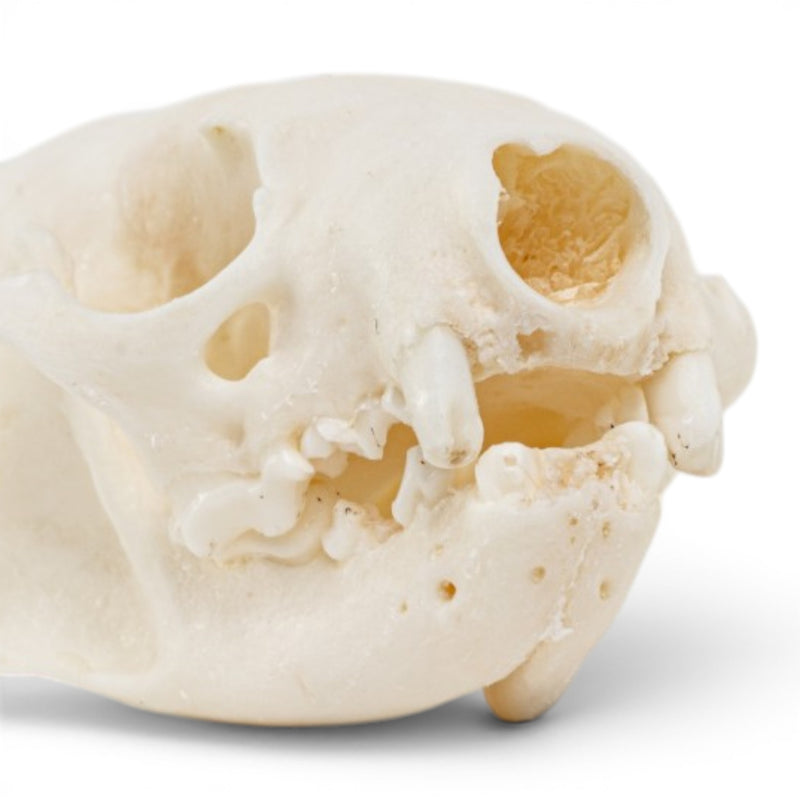 Real Mink Skull - Pathology