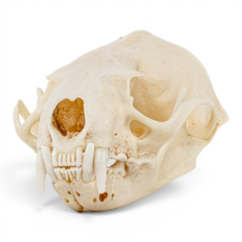 Real Mink Skull - Pathology