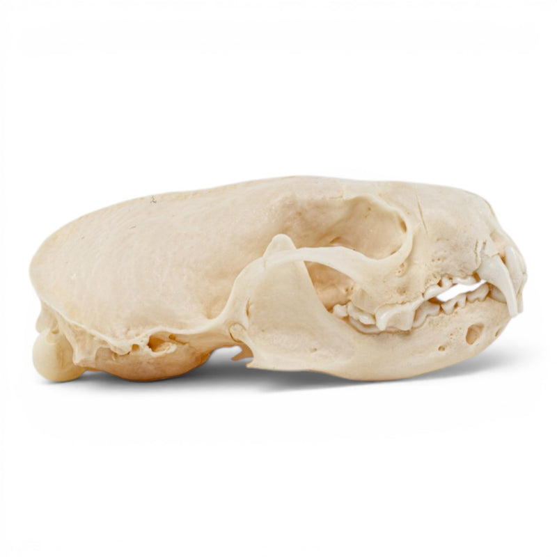 Real Mink Skull - Pathology