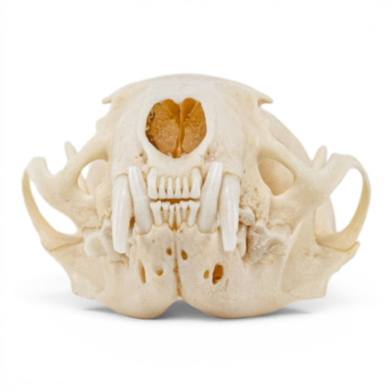 Real Mink Skull - Pathology
