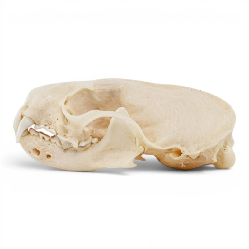 Real Mink Skull - Pathology