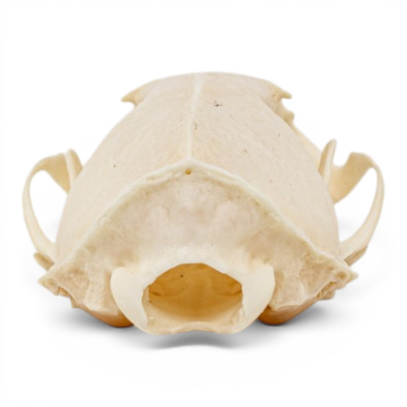 Real Mink Skull - Pathology
