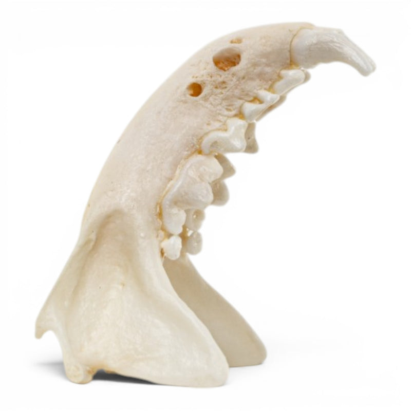 Real Mink Skull - Pathology