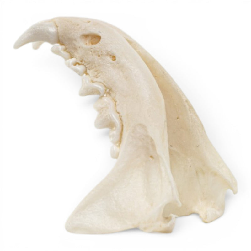 Real Mink Skull - Pathology