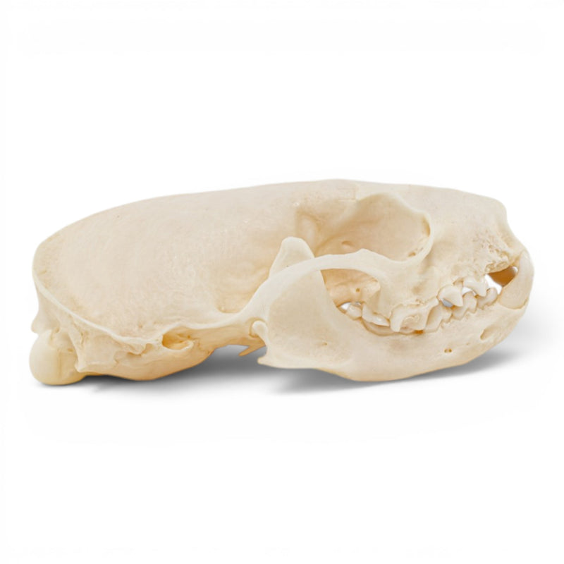 Real Mink Skull - Pathology