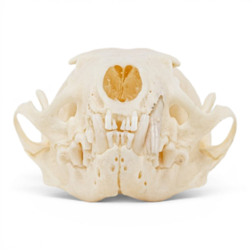 Real Mink Skull - Pathology