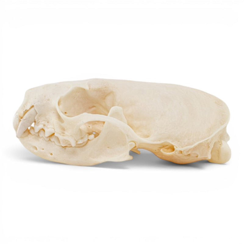 Real Mink Skull - Pathology