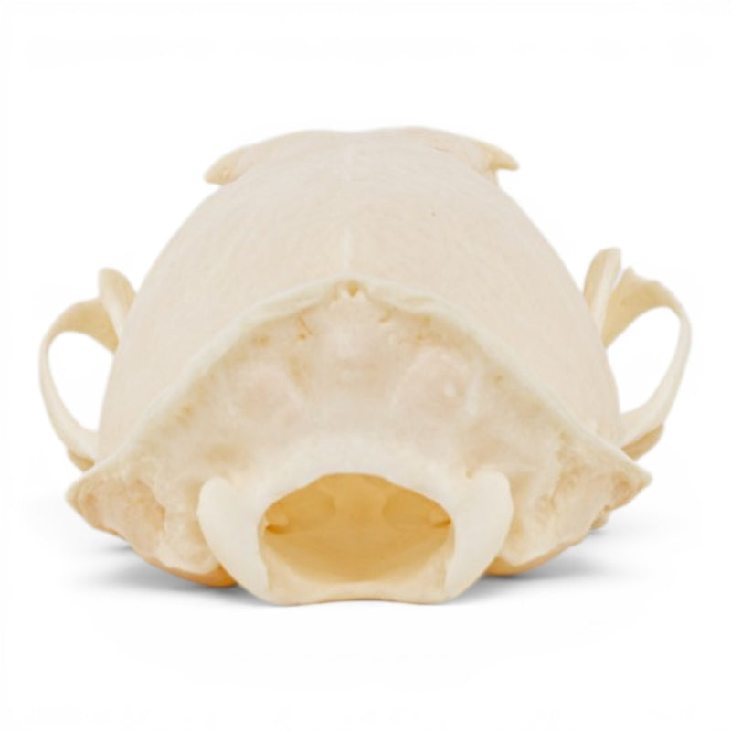Real Mink Skull - Pathology