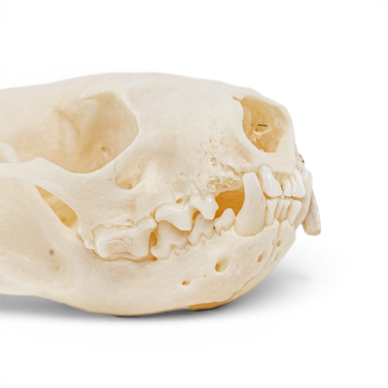 Real Mink Skull - Pathology