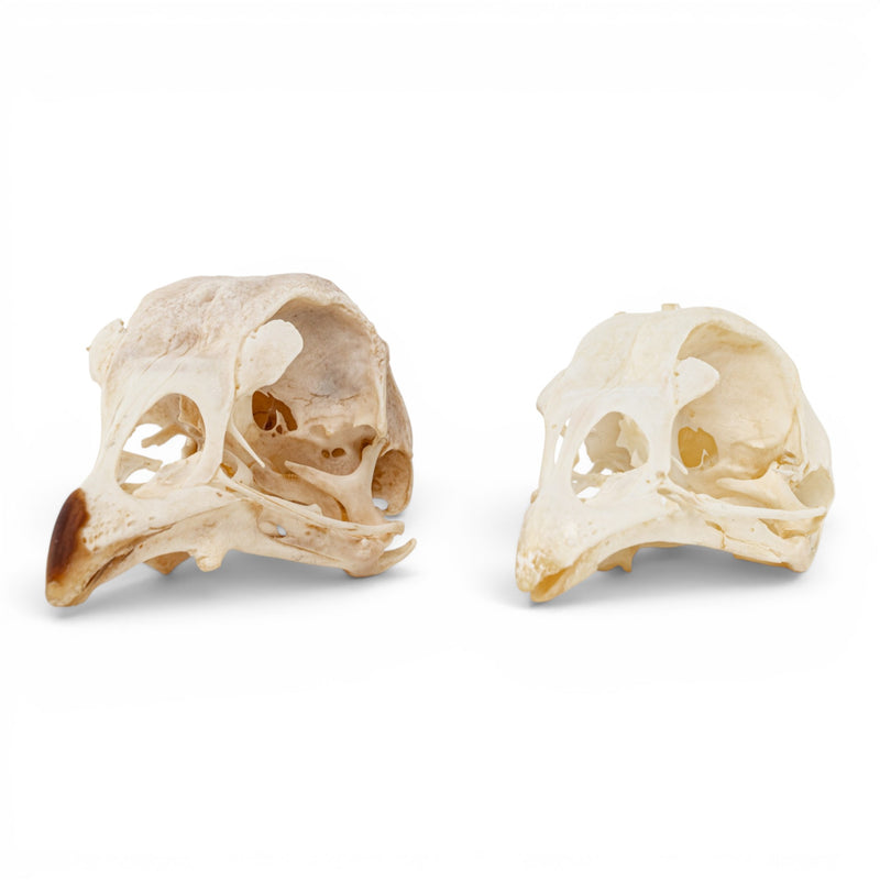 Real Chicken Skull - Pathology - Set of 2