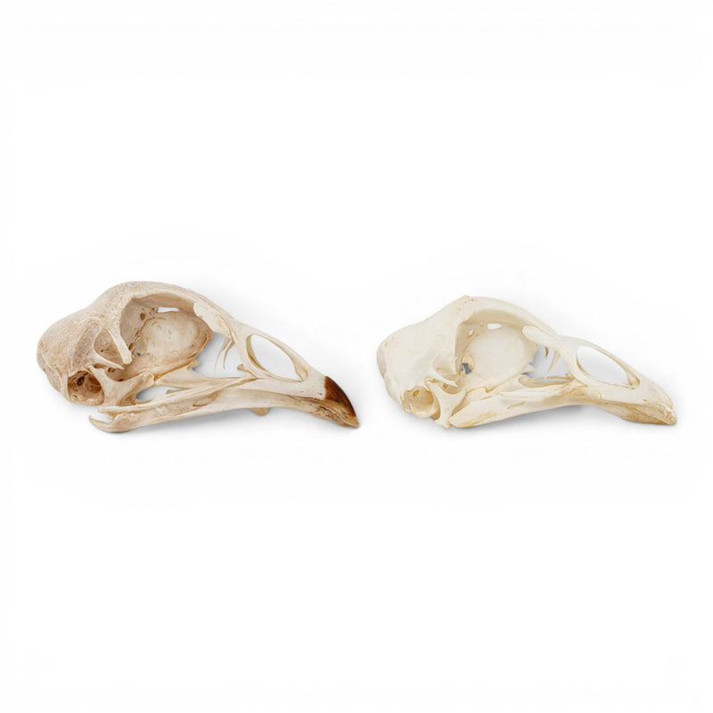 Real Chicken Skull - Pathology - Set of 2