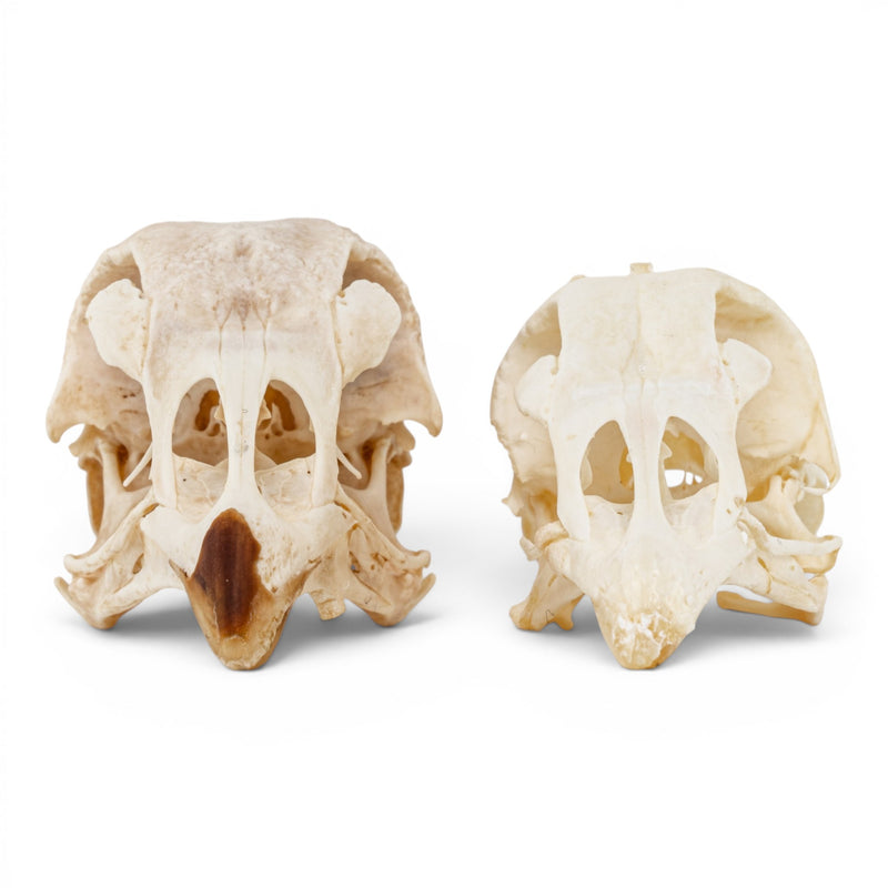 Real Chicken Skull - Pathology - Set of 2