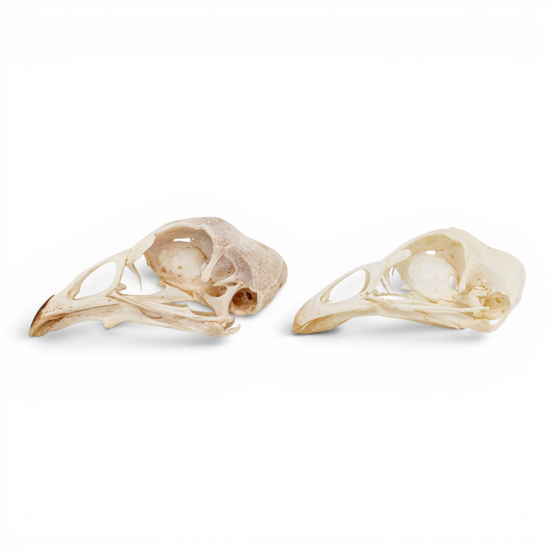 Real Chicken Skull - Pathology - Set of 2