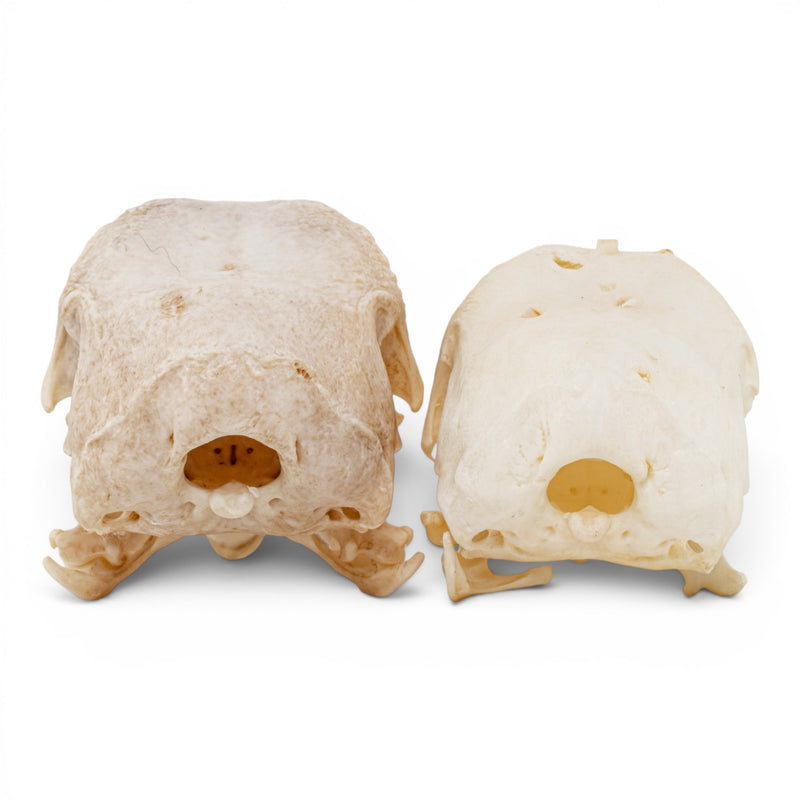 Real Chicken Skull - Pathology - Set of 2