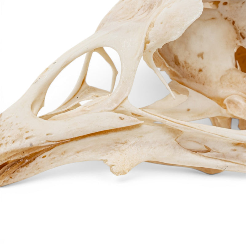 Real Chicken Skull - Pathology - Set of 2