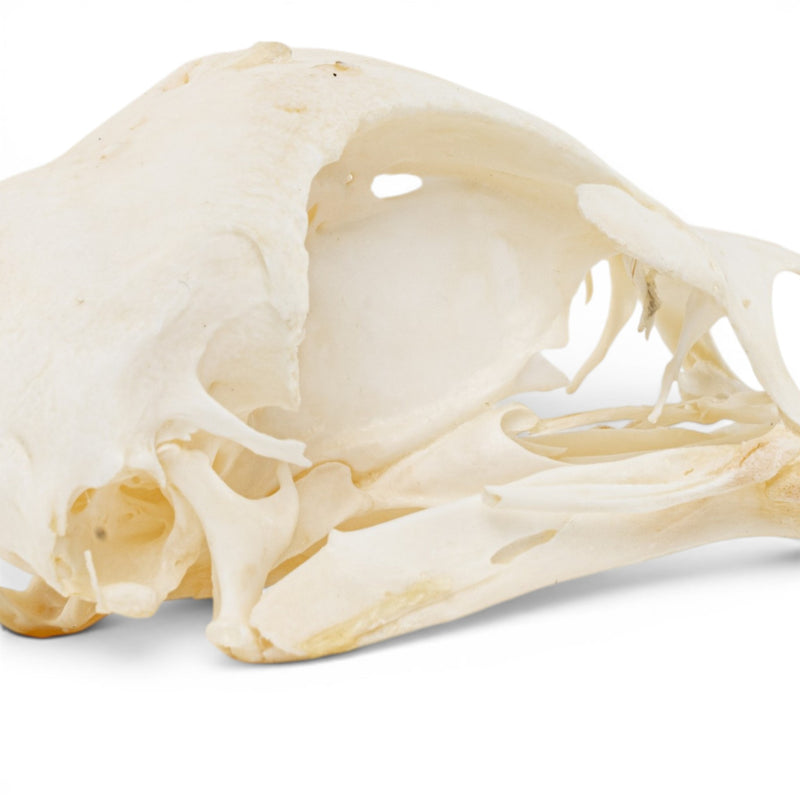 Real Chicken Skull - Pathology - Set of 2