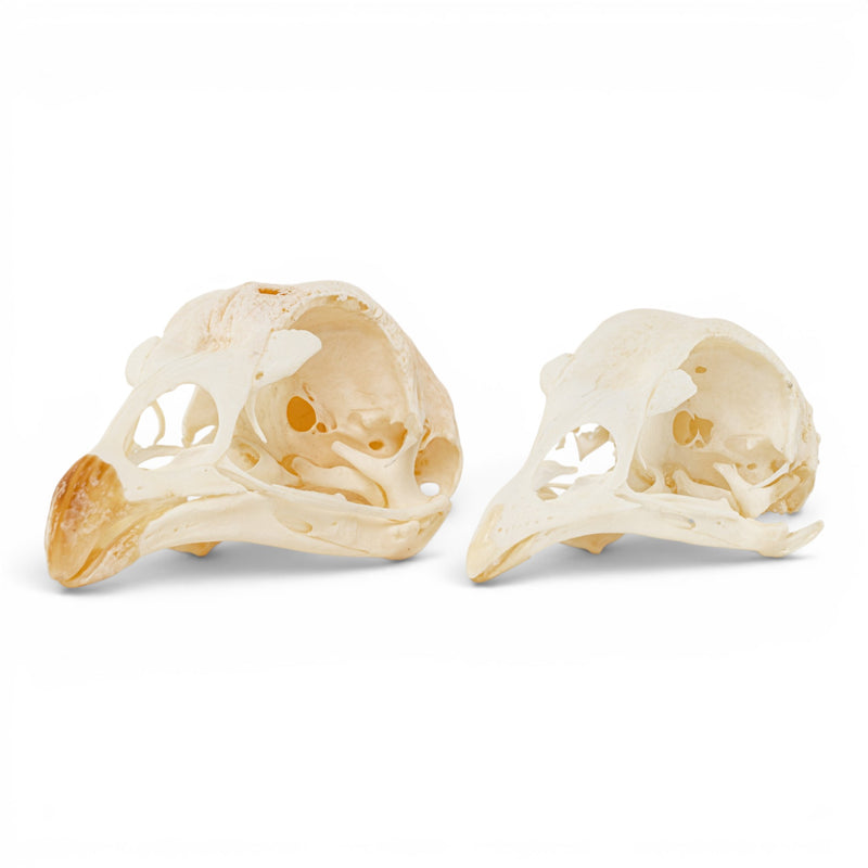 Real Chicken Skull - Pathology - Set of 2