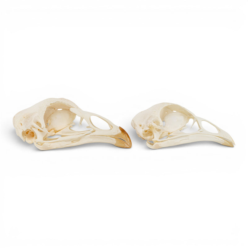 Real Chicken Skull - Pathology - Set of 2