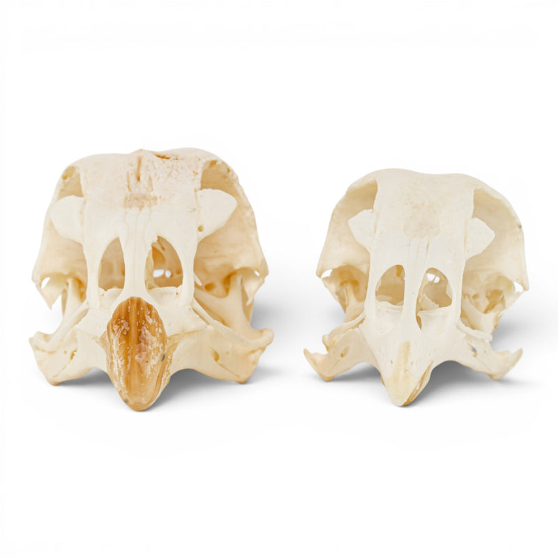 Real Chicken Skull - Pathology - Set of 2