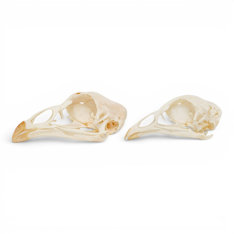 Real Chicken Skull - Pathology - Set of 2