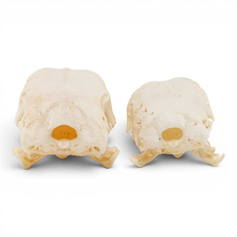 Real Chicken Skull - Pathology - Set of 2