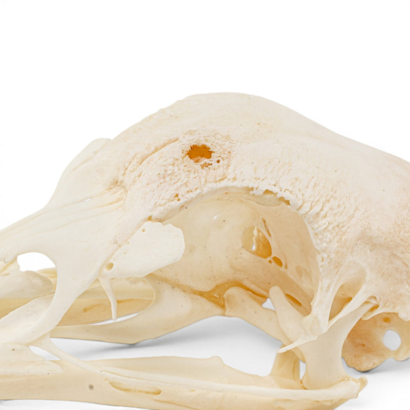 Real Chicken Skull - Pathology - Set of 2