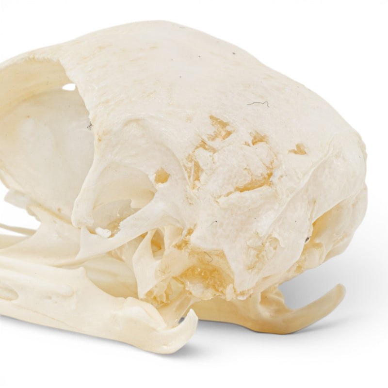 Real Chicken Skull - Pathology - Set of 2