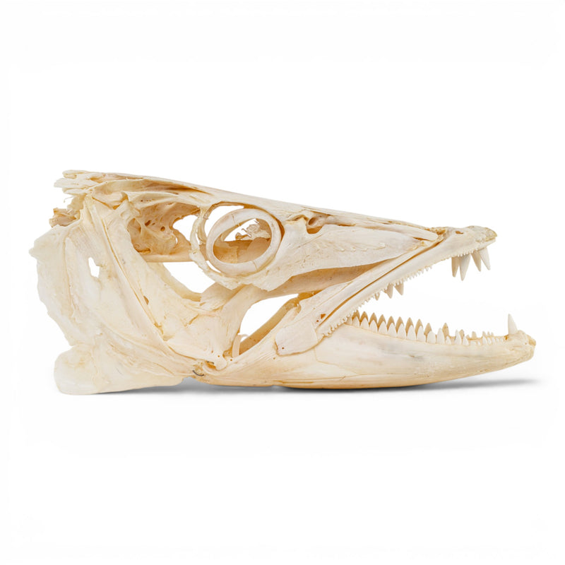 Real Barracuda Skull