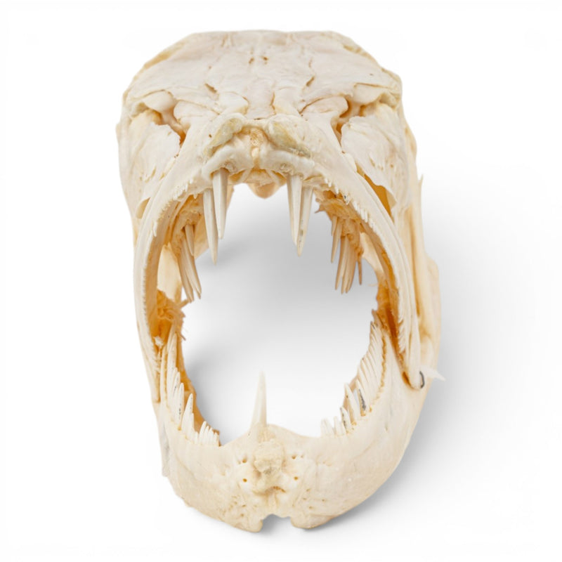 Real Barracuda Skull