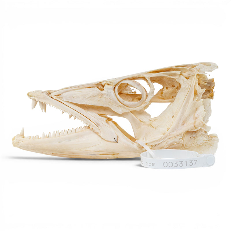 Real Barracuda Skull