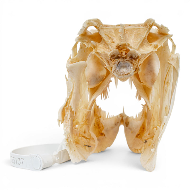 Real Barracuda Skull