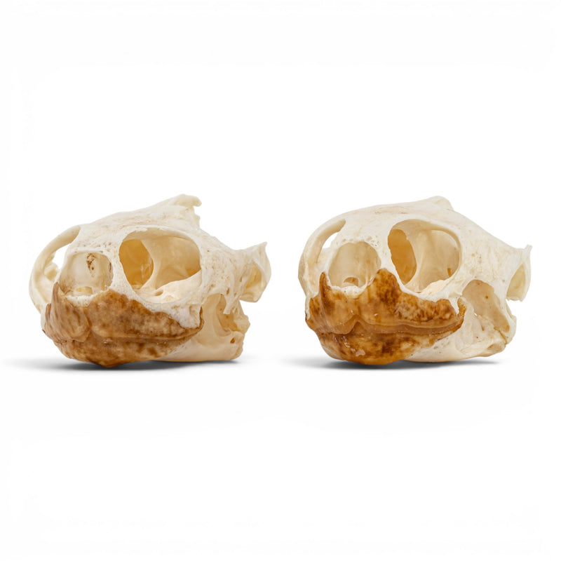 Real Pond Turtle Skull Set - Pathology