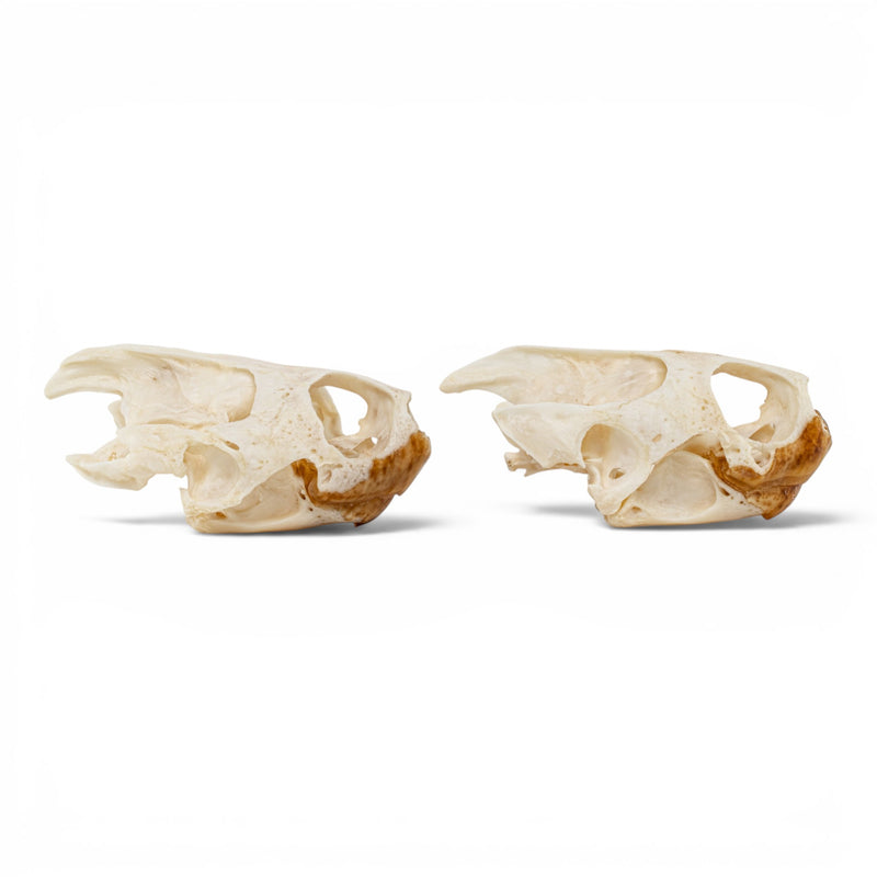Real Pond Turtle Skull Set - Pathology