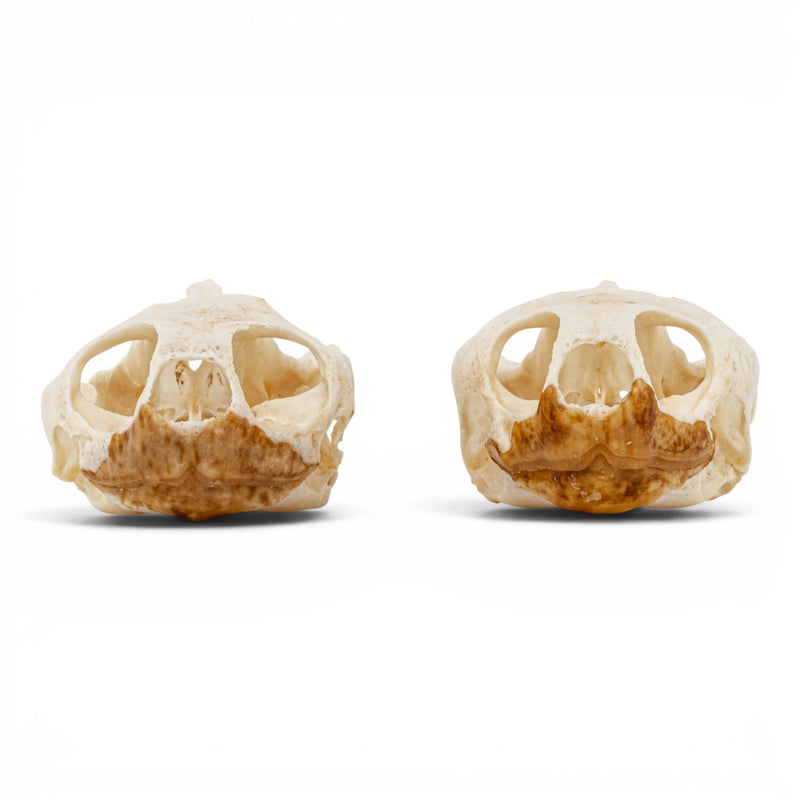 Real Pond Turtle Skull Set - Pathology