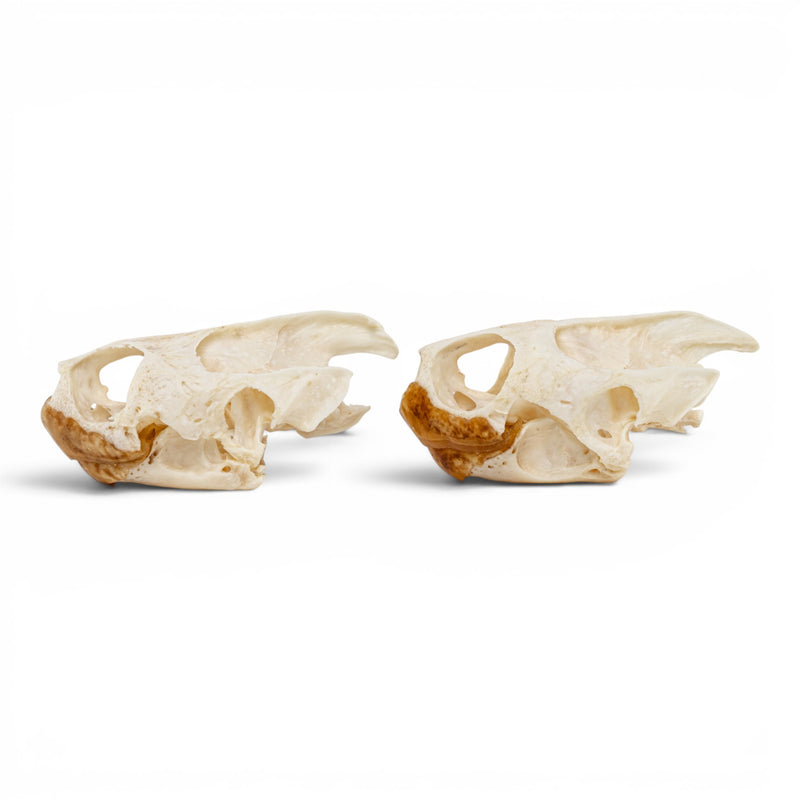 Real Pond Turtle Skull Set - Pathology
