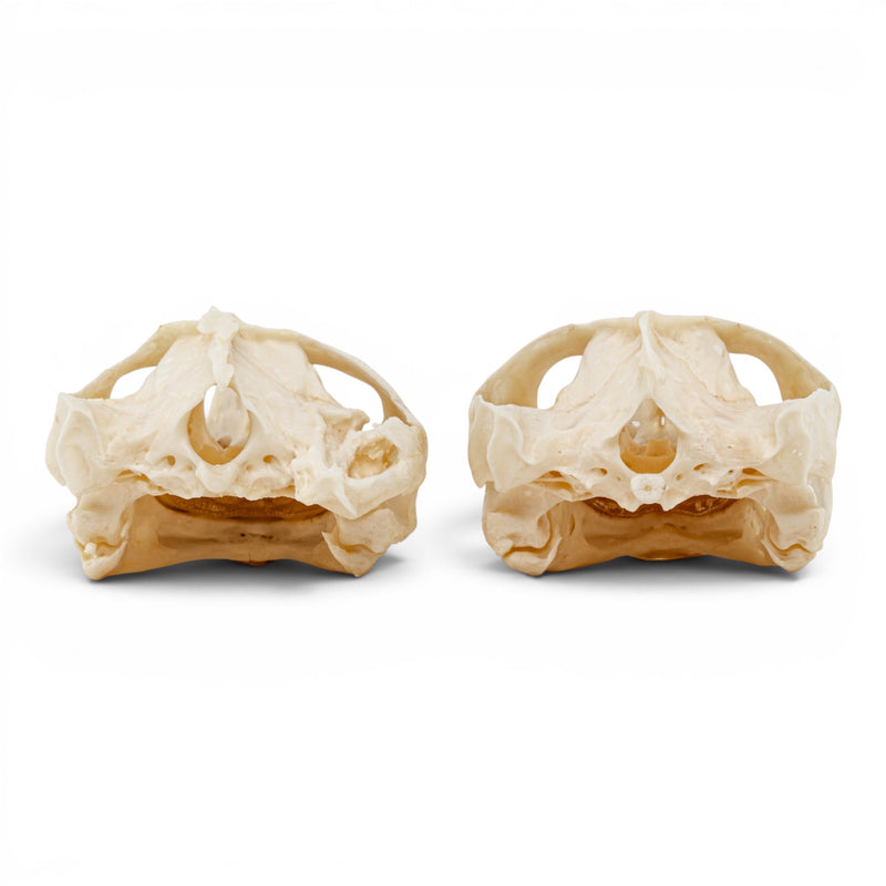 Real Pond Turtle Skull Set - Pathology