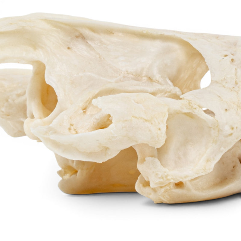 Real Pond Turtle Skull Set - Pathology