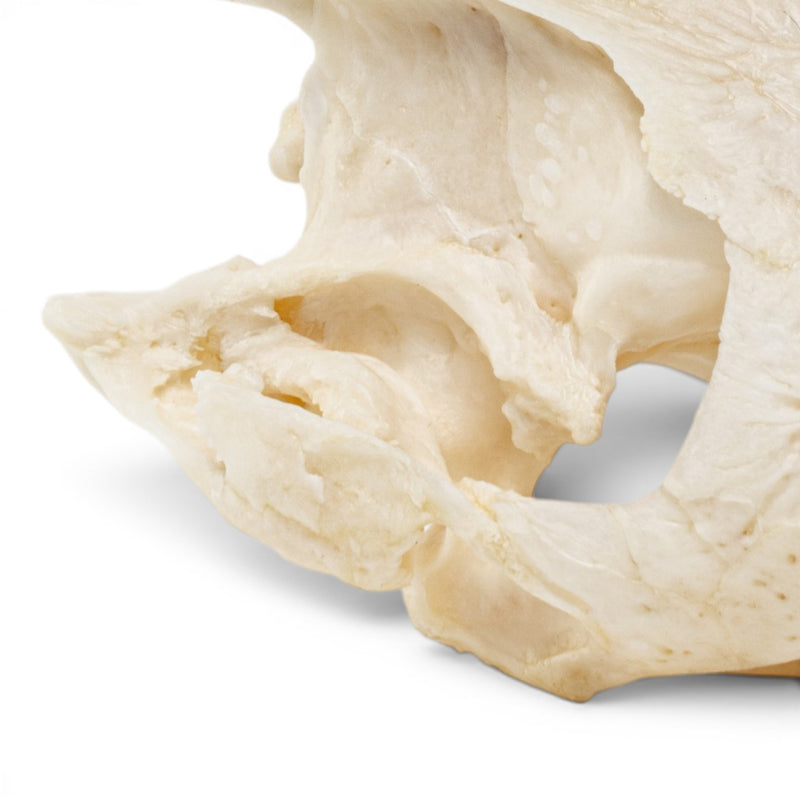 Real Pond Turtle Skull Set - Pathology