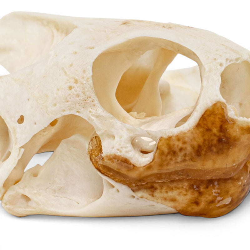 Real Pond Turtle Skull Set - Pathology