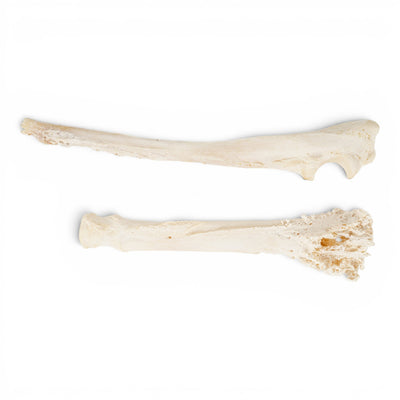 Real Domestic Dog Radius and Ulna - Pathology