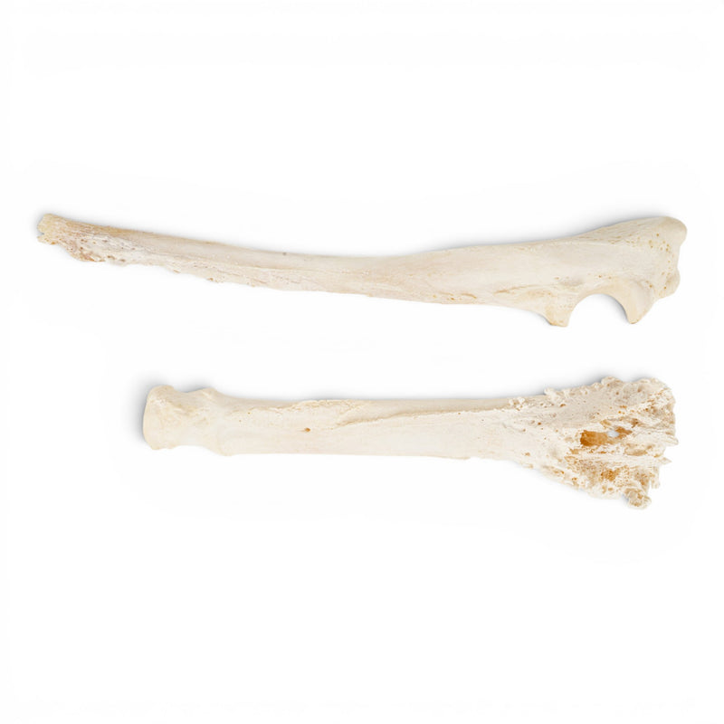 Real Domestic Dog Radius and Ulna - Pathology