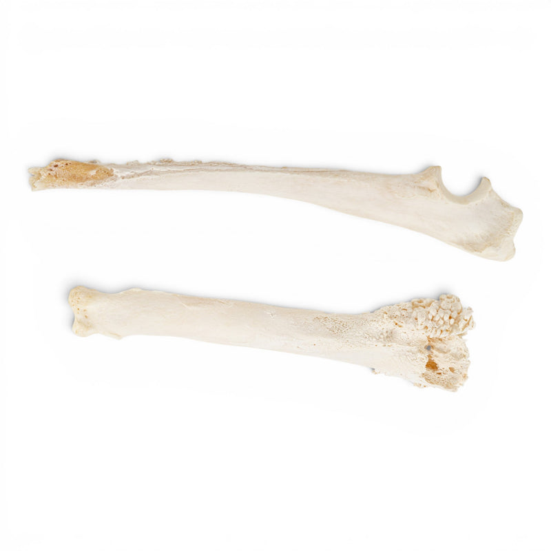 Real Domestic Dog Radius and Ulna - Pathology