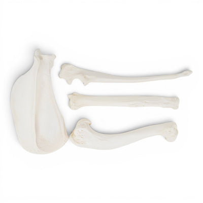 Real Domestic Dog Forelimb - Disarticulated