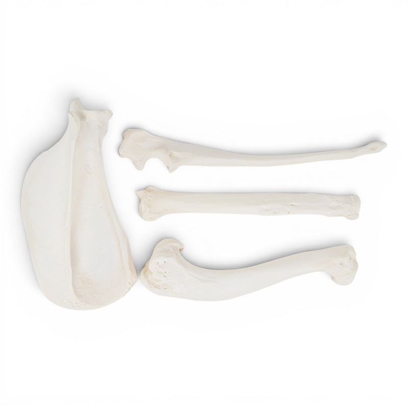 Real Domestic Dog Forelimb - Disarticulated