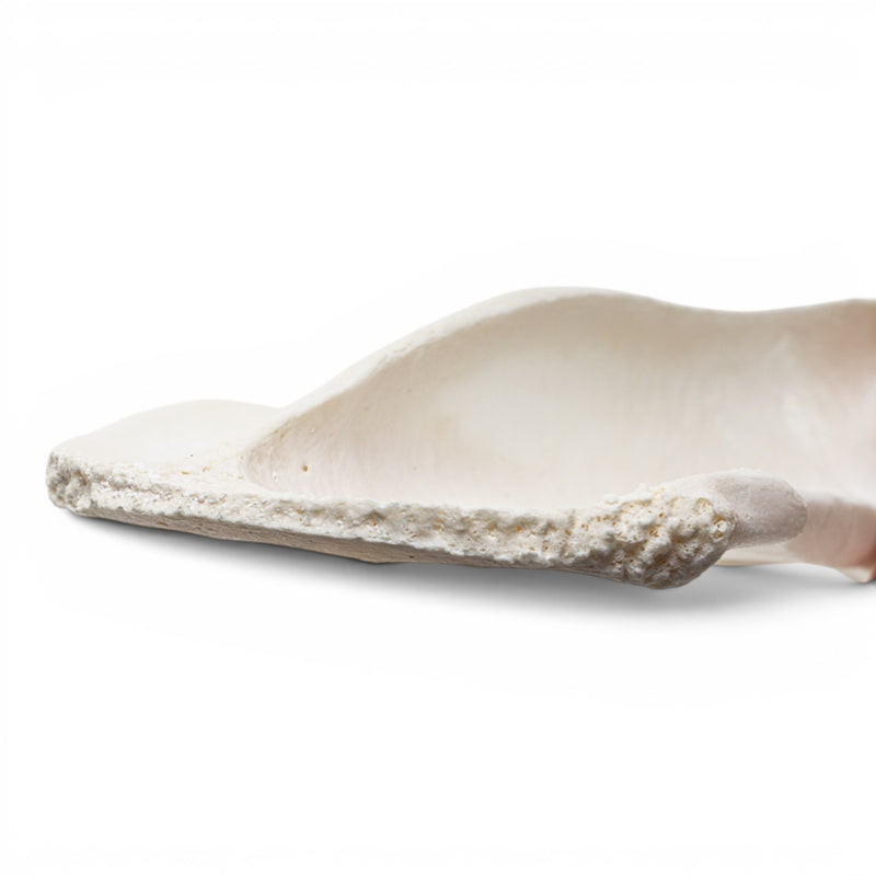 Real Domestic Dog Forelimb - Disarticulated