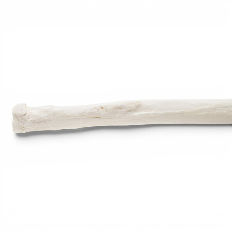 Real Domestic Dog Forelimb - Disarticulated