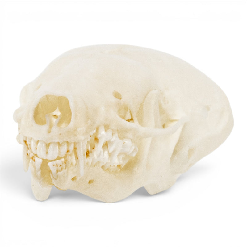 Real European Mole Skull