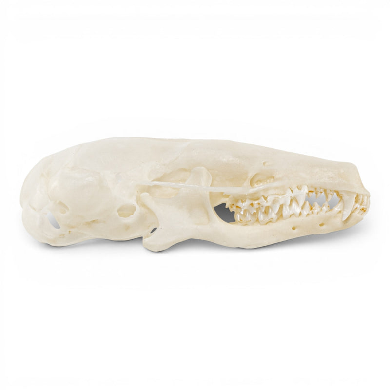 Real European Mole Skull